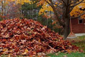 rake-leaves-pile-landscaping-network_9089